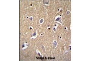 FBXO21 Antibody (C-term) (ABIN655273 and ABIN2844865) immunohistochemistry analysis in formalin fixed and paraffin embedded human brain tissue followed by peroxidase conjugation of the secondary antibody and DAB staining. (FBXO21 antibody  (C-Term))
