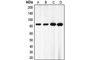 Western blot analysis of EZH1 expression in HepG2 (A), HeLa (B), MOLT4 (C), mouse brain (D) whole cell lysates.