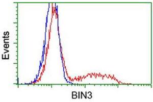 HEK293T cells transfected with either RC203378 overexpress plasmid (Red) or empty vector control plasmid (Blue) were immunostained by anti-BIN3 antibody (ABIN2453899), and then analyzed by flow cytometry. (BIN3 antibody)
