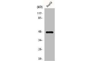 Western Blot analysis of HepG2 cells using GPR137C Polyclonal Antibody (GPR137C antibody  (Internal Region))