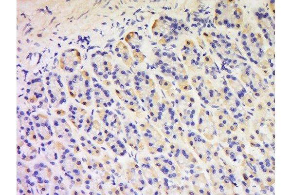 CNN2 antibody  (AA 101-200)