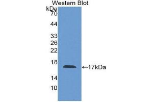 Western Blotting (WB) image for anti-Coagulation Factor VIII (F8) (AA 1854-1988) antibody (ABIN1858767) (Factor VIII antibody  (AA 1854-1988))