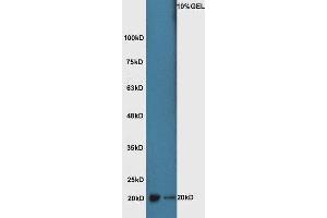 ATF3 antibody  (AA 51-150)