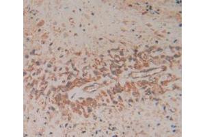 Figure. (FADD antibody  (AA 12-206))