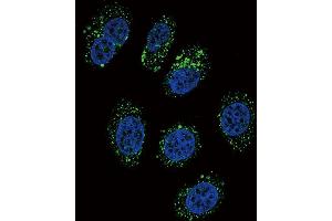 Confocal immunofluorescent analysis of CMGA Antibody (C-term) (ABIN655729 and ABIN2845176) with A549 cell followed by Alexa Fluor 488-conjugated goat anti-rabbit lgG (green). (Chromogranin A antibody  (C-Term))