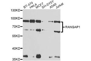 Western blot analysis of extracts of various cell lines, using RANGAP1 antibody (ABIN6290858) at 1:1000 dilution.