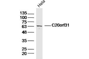 Hela lysates probed with C20orf31 Polyclonal Antibody, Unconjugated  at 1:300 dilution and 4˚C overnight incubation. (EDEM2 antibody  (AA 101-200))