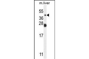 Western blot analysis in mouse liver tissue lysates (35ug/lane). (Sialidase 4 antibody  (C-Term))