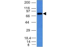 Western Blot on Raji cell lysate usimg Purified IgM Mouse Monoclonal Antibody (IM373). (IGHM antibody)