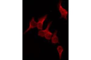 ABIN6276163 staining Hela by IF/ICC. (OR51D1 antibody  (N-Term))