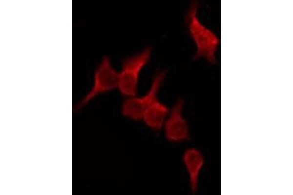 OR51D1 antibody  (N-Term)