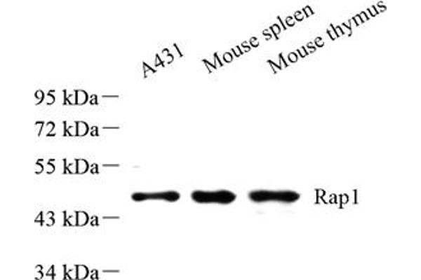 RAP1 antibody