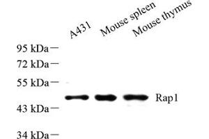 Western blot analysis of Rap1 (ABIN7075857) at dilution of 1: 500 (RAP1 antibody)