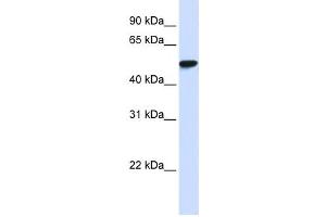 Western Blotting (WB) image for anti-WD Repeat Domain 4 (WDR4) antibody (ABIN2458574) (WDR4 antibody)