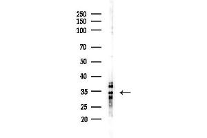 anti-Olfactory Receptor, Family 4, Subfamily X, Member 1 (OR4X1) (C-Term) antibody