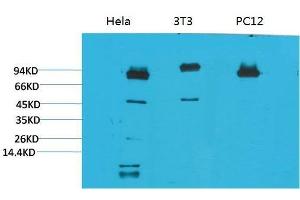 Western Blot (WB) analysis of 1) HeLa, 2)3T3, 3) PC12 with STAT3 Mouse Monoclonal Antibody diluted at 1:2000. (STAT3 antibody)