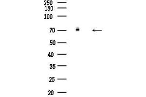 Western blot analysis of lysates from Mouse brain, using Phospho-Synapsin I (Ser9) Antibody at 1/1000 dilution.