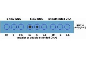 Dot blot of double stranded DNA using recombinant 5mC antibody. (Recombinant 5-Methylcytosine antibody)
