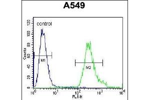 anti-Sosondowah Ankyrin Repeat Domain Family Member D (SOWAHD) (AA 196-224), (C-Term) antibody