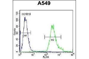 ANKRD58 Antibody (C-term) (ABIN655785 and ABIN2845218) flow cytometric analysis of A549 cells (right histogram) compared to a negative control cell (left histogram). (ANKRD58 antibody  (C-Term))