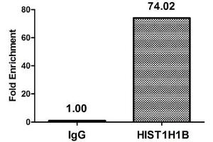 Chromatin Immunoprecipitation Hela (4*10 6 , treated with 30 mM sodium butyrate for 4h) were treated with Micrococcal Nuclease, sonicated, and immunoprecipitated with 8 μg anti-HIST1H1B (ABIN7139164) or a control normal rabbit IgG.
