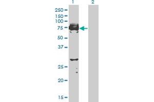 Western Blot analysis of C9orf96 expression in transfected 293T cell line by C9orf96 monoclonal antibody (M03), clone 2B5. (C9orf96 antibody  (AA 1-99))