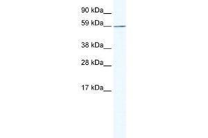 WB Suggested Anti-KHDRBS1 Antibody Titration:  1. (KHDRBS1 antibody  (N-Term))