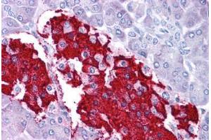 Human Pancreas: Formalin-Fixed, Paraffin-Embedded (FFPE) (Leptin antibody  (C-Term))