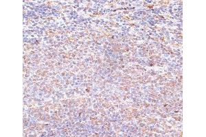 Immunohistochemistry of paraffin-embedded Rat spleen using NFE2L1 Polyclonal Antibody at dilution of 1:100 (40x lens). (NFE2L1 antibody)