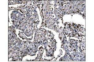 IHC analysis of Fos B/FOSB using anti-Fos B/FOSB antibody (ABIN7599279).