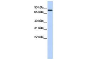 Image no. 1 for anti-Adenosine Deaminase, RNA-Specific, B2 (ADARB2) (AA 612-661) antibody (ABIN6740701) (ADARB2 antibody  (AA 612-661))