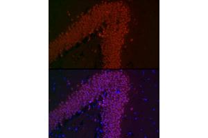 Immunofluorescence analysis of mouse brain cells using NeuN Rabbit mAb (ABIN7270098) at dilution of 1:100 (40x lens). (NeuN antibody)