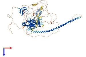 Cell Division Cycle and Apoptosis Regulator 1 (CCAR1) (AA 1-1150) protein (His tag)