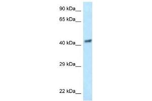 Western Blot showing EIF3F antibody used at a concentration of 1 ug/ml against Hela Cell Lysate (EIF3F antibody  (N-Term))