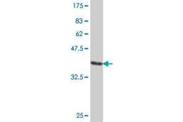 HERC6 antibody  (AA 301-400)