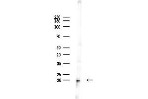 Western blot analysis of lysates from Mouse brain, using ARF3 Antibody at 1/1000 dilution.