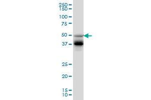 FOXA2 monoclonal antibody (M09), clone 4C5 Western Blot analysis of FOXA2 expression in HepG2 . (FOXA2 antibody  (AA 363-457))