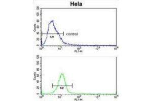 Flow Cytometry (FACS) image for anti-EPH Receptor B3 (EPHB3) antibody (ABIN3003350) (EPH Receptor B3 antibody)