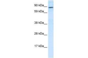 Western Blotting (WB) image for anti-Transcription Factor 4 (TCF4) antibody (ABIN2463810)
