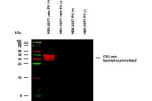 Anti-Hu CD3 zeta (pY111) Purified (clone EM-55) specificity verification by WB. (CD247 antibody  (pTyr111, pTyr123))