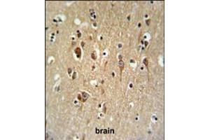 FA2H Antibody IHC analysis in formalin fixed and paraffin embedded brain tissue followed by peroxidase conjugation of the secondary antibody and DAB staining.