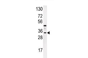 Western blot analysis of anti-IGFBP3 Antibody (N-term) (ABIN391974 and ABIN2841768) in HepG2 cell line lysates (35 μg/lane). (IGFBP3 antibody  (N-Term))