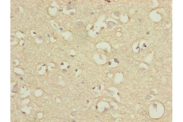 ENPP6 antibody  (AA 31-330)