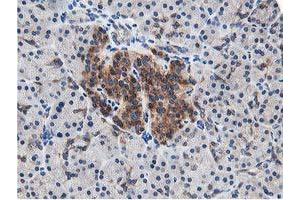 Image no. 4 for anti-Leucine Carboxyl Methyltransferase 1 (LCMT1) antibody (ABIN1499107) (LCMT1 antibody)