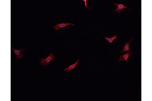 ABIN6278598 staining HepG2? (NOX1 antibody  (C-Term))
