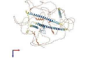 Coiled-Coil Domain Containing 15 (CCDC15) (AA 1-951) protein (His tag)