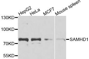 Western blot analysis of extracts of various cell lines, using SAMHD1 antibody. (SAMHD1 antibody)