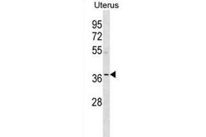 OR5W2 Antibody (C-term) (ABIN1881607 and ABIN2838752) western blot analysis in human Uterus tissue lysates (35 μg/lane). (OR5W2 antibody  (C-Term))