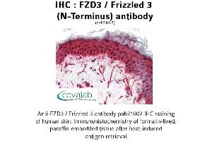 Image no. 2 for anti-Frizzled Family Receptor 3 (FZD3) (Extracellular Domain), (N-Term) antibody (ABIN1734499) (FZD3 antibody  (Extracellular Domain, N-Term))
