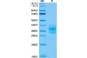 Sclerostin Protein (SOST) (AA 24-213) (His-Avi Tag)